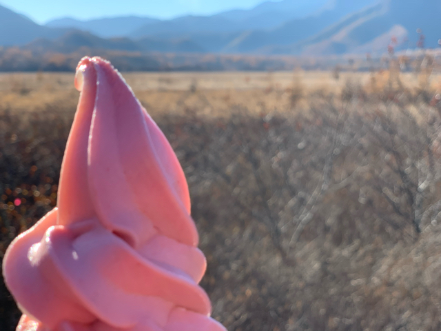 戦場ヶ原で食べるソフトクリームは開放感抜群で超美味しい！
